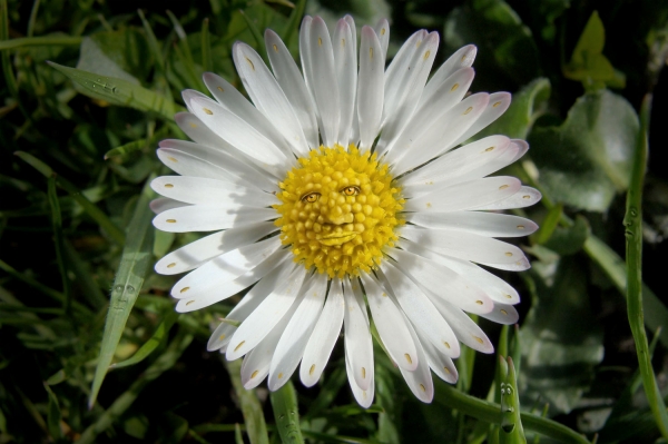 Creation of Daisy & Friends: Step 4